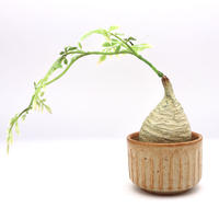 豆タロ 工房ジャッパ 末吉晴男 植物 ハンドメイド インテリア 塊根植物 珍奇植物
