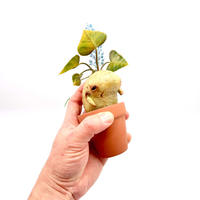 アタマヤマ 工房ジャッパ 末吉晴男 植物 ハンドメイド インテリア 塊根植物 珍奇植物
