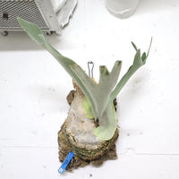P0086 ビカクシダ ドイトン P. Doi-tung  (pup) コルク付け 子株 観葉植物 コウモリラン