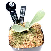 P1378 ビカクシダ ビーチー アーバンリバー P. Veitchii Aurburn river  観葉植物 コウモリラン 胞子栽培