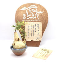 [工房ジャッパ] 芋の子 "TARO" 末吉晴男 植物 ハンドメイド