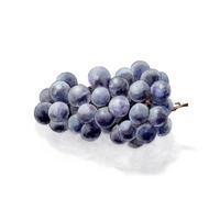 ぶどう 色見本 水彩色鉛筆画 植物のせん