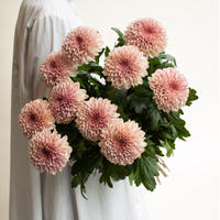 芍薬 ピンクハワイアンコーラル Tokyo Shokubutsu Zufu