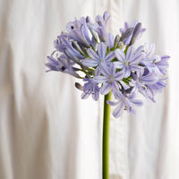 バラ レモンフォセット Tokyo Shokubutsu Zufu