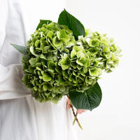 芍薬 ピンクハワイアンコーラル Tokyo Shokubutsu Zufu