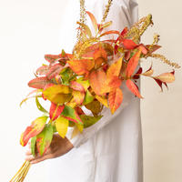 芍薬 ピンクハワイアンコーラル Tokyo Shokubutsu Zufu