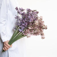 カラー ウェディングマーチエレガンス Tokyo Shokubutsu Zufu