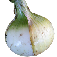 クール便 夏アスパラガス500g サイズいろいろ つくば谷口農園