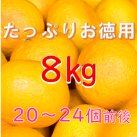 【たっぷりサイズ】8㎏ スルガ甘夏