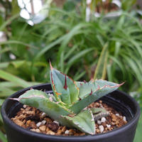 アガベ チタノタ 12 Agave titanota【送料一律500円】