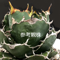 アガベ チタノタ 白鯨 WH2 Agave titanota white whale