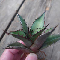 アガベ チタノタ 黒炎 黒火焔巌龍 3 Agave titanota black flame/fire