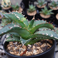 アガベ チタノタ サンバースト 2 Agave titanota sunburst