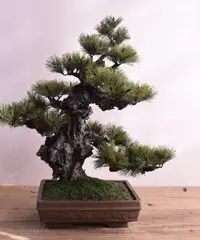 注目ショップ・ブランドのギフト 黒松 盆栽 泥もの 鉢 模様木 ジン 松