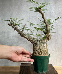 オペルクリカリア パキプス／Operculicarya pachypus　発根済　(塊根幅8.5cm)　(商品番号PP-24)
