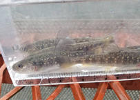 幼魚 エゾイワナ アメマス 15匹 15cm前後 Earth Trout 幼魚 エゾイワナ アメマス 15匹 15cm前後 Earth Trout
