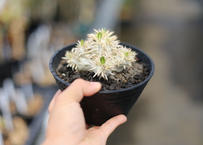 フレボディウム アウレウム ブルースター コケ玉吊ver Mana S Green 塊根植