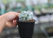 エケベリア セクンダ綴化 Mana S Green 塊根植物販売 マナズグリーン