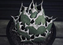 アガベ・チタノタ 魔丸(芽)-005|agave titanota imps | Plus_P アガベ・チタノタ 魔丸(芽)-005|agave titanota imps | Plus_P