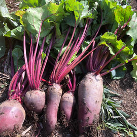 奇跡の野菜といわれるビーツの食べ方 体にじわっとパワフル野菜 北の樹木農園 奇跡の野菜といわれるビーツの食べ方 体にじわっとパワフル野菜 北の樹木農園