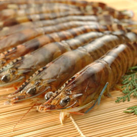 車海老 車海老の塩焼き 隼人の恵み