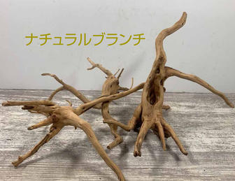 アクアリウム流木販売 アクアリバー