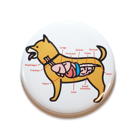 犬のからだ／柴犬　バッジ