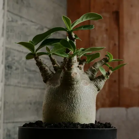 国内在庫】 現地球 発根済 アデニウム ドワーフ usagi 鉢つき 植物