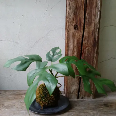 夏の特価セール - アントステラ輸入雑貨♡ベリンデイ ③ 値下げしま