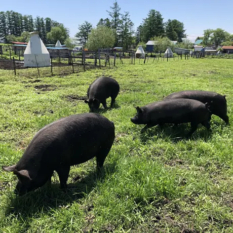 十勝放牧黒豚［TOKACHI GRAZING PORK］オンラインショップ