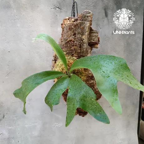 通販 相場 - ビカクシダ☆美株☆P.Full Moon☆プラティケリウム