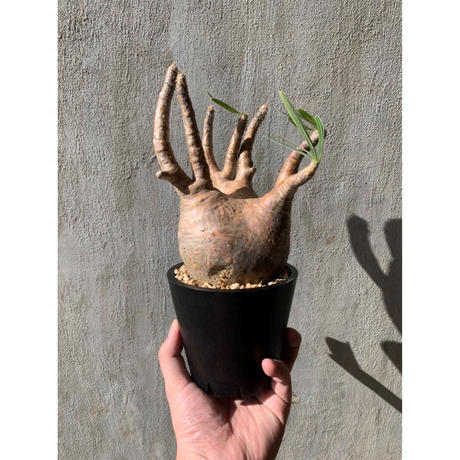 動きのある現地球 盆栽仕立て◎❗️ パキポディウム グラキリス (検索