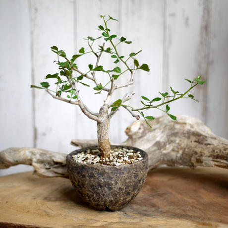 発根済】ソマリア産 Commiphora kataf コミフォラカタフ カタフ