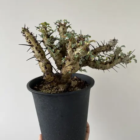 サルコカウロンクラシカウレ | STORES