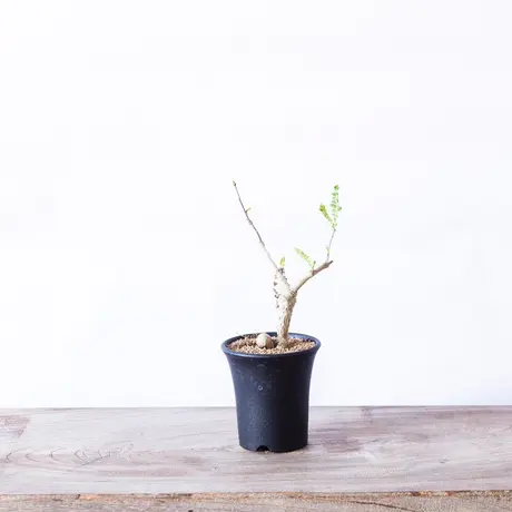 ボスウェリアネグレクタ | STORES