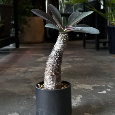 パキポディオイデス | STORES