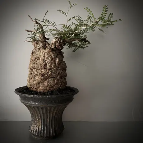 小野瀬一 シリンダー型 植木鉢 陶器鉢 プランター
