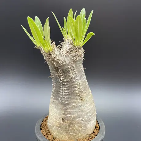 パキポディウムイノピナツム | STORES