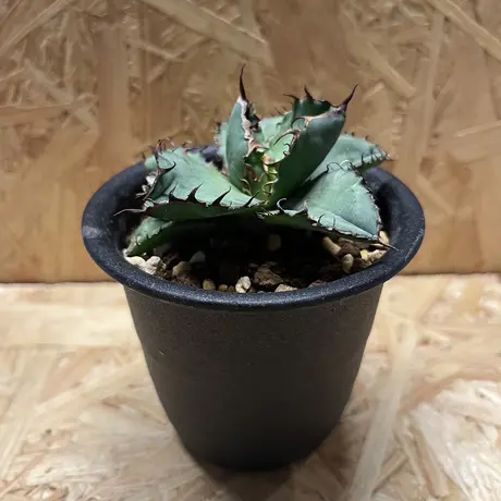 アガベブラックアンドブルー | STORES