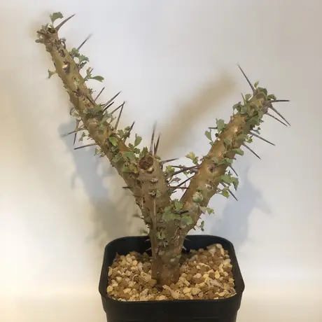 サルコカウロンクラシカウレ | STORES