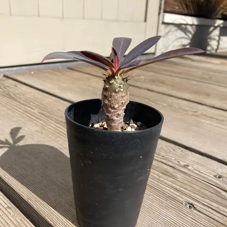 パキポディオイデス | STORES