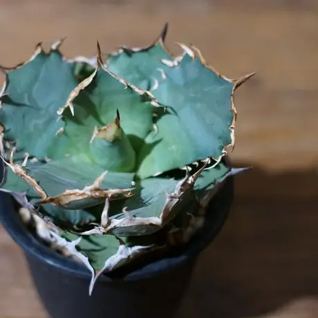 アガベチタノタ白鯨 | STORES