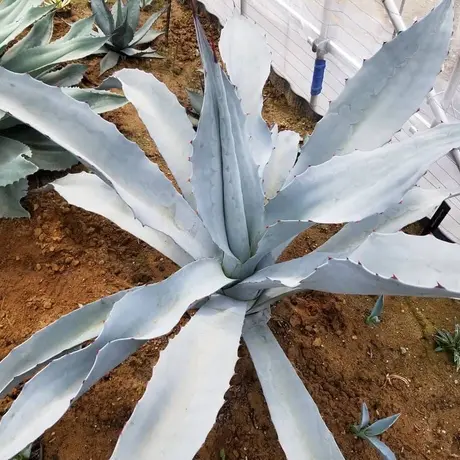 アガベ フランゾシニー カトーエンゲー