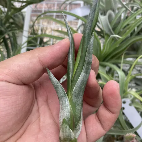 チランジア Pang Maralyn チランジア Pang Maralyn