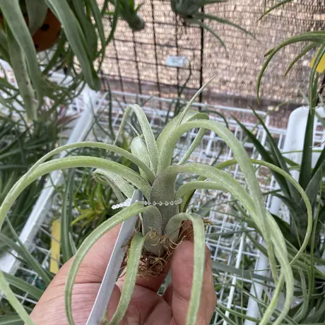 チランジア Pang Maralyn T.Pang Maralyn (xerographica×ionantha) | 【Good
