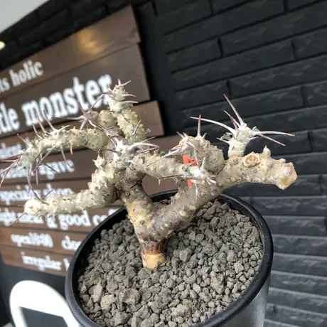 クラシカウレ | STORES