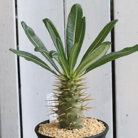 アンボンゲンセ | STORES