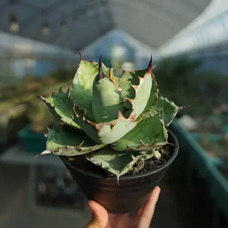 ブラックアンドブルー | STORES