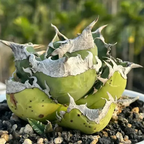 安い モデル - アガベ チタノタ(検)南アフリカダイヤモンド SAD 白