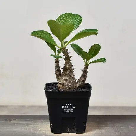 アンボンゲンセ | STORES